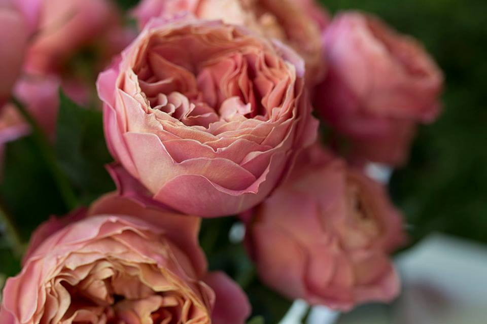 The Perfect Cabbage Rose ~ June 24 2016 Lomond View Gardens 